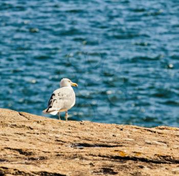 Quiet seagull on rocks near the ocean