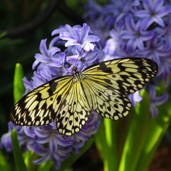 Idea leuconoe butterfly also named paper kite, rice paper or large tree nymph   on a hyacinth flowers 