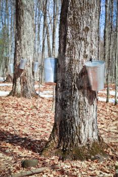 Pails in trees to collect sap of maple trees to produce maple syrup.