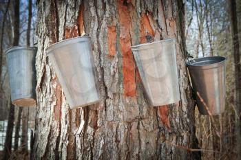 Pails in trees to collect sap of maple trees to produce maple syrup.