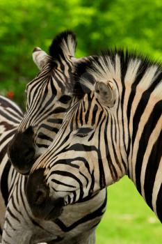 View of two zebra in the nature