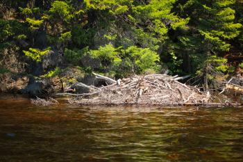 Beaver lodge in a lake in Saguenay, Quebec, Canada