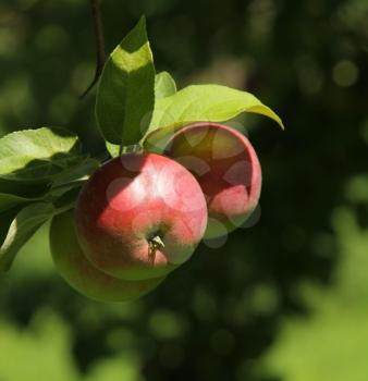 Apples ready to pick on apple tree branch