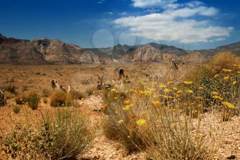 Landscape at Red rock canyon.  Only the yellow flowers are in focus.