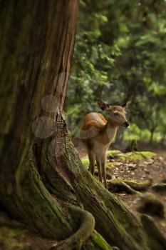 Baby deer standing in a forest in Nara, Japan