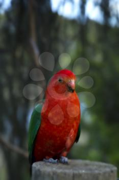 Male australia red parrot on a wood in a forest