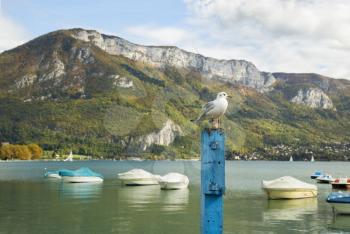 Seagull standing on a blue wooden post in front with Annecy lake and Alpes in background.