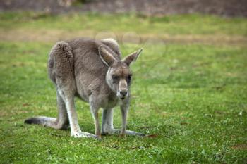 The eastern grey kangaroo eating  grass