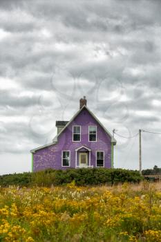 Purple house in a yellow field full of flowers in a grey and drama sky
