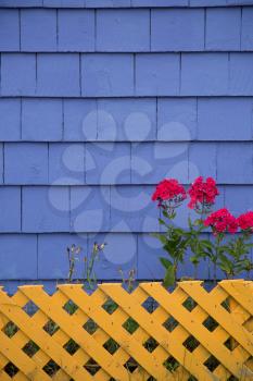 Pink geranium behind a yellow trellis against a purple tiled wall