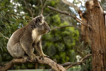 Koala standing in a tree