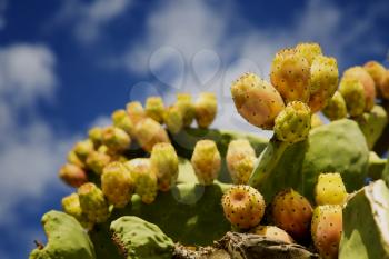 Fresh prickly pears in a cactus in Greece, ready to pick up.