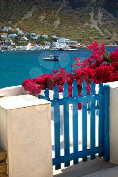 Blue fence in front of fuchsia bougainvillea in Sifnos, Greece