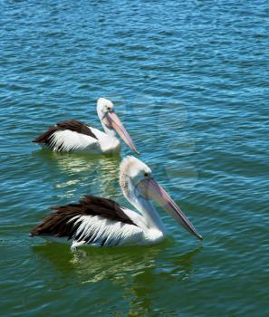 Two pelicans floating in turquoise water in Australia