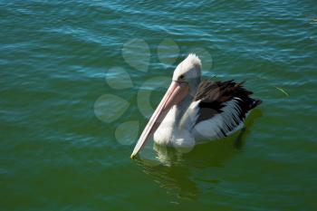 Pelican floating in turquoise water in Australia