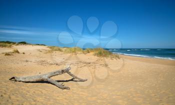 Dead wood on a beach at Lake Entrance in Victoria, Australia