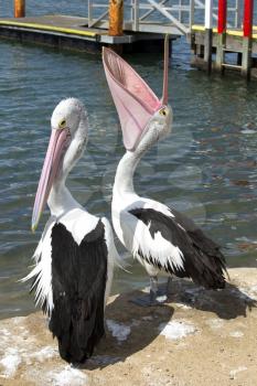 Pelicans on a pier in Australia