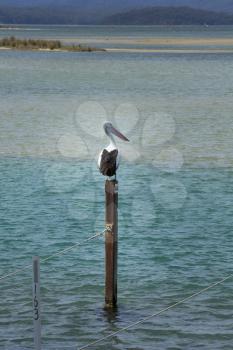 Pelican on pole right in the middle of turquoise ocean in National park Croajigolong, in Victoria, Australia