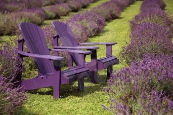 2 purple chair in a middle of a lavender field