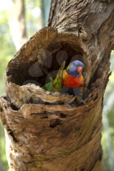 Rainbow lorikeet parrot standing in a tree 