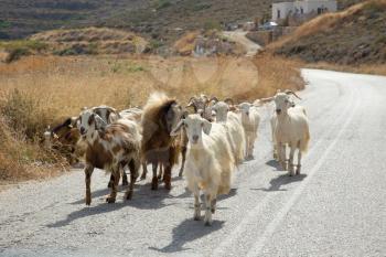Herd of goats walking in the middle of the road at Sifnos in Greece