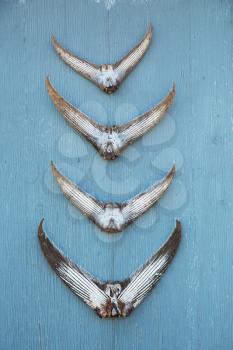 Tuna tails nailed on a wooden blue wall