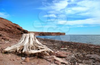 Root sculpted by the sea with a bay in background in Gaspesie, Quebec, Canada