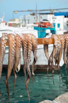 Octopus hanging up on a stick to dry at the quay in Paros in Greece