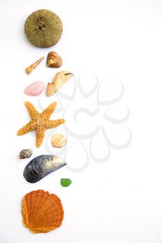 Collection of seashells, seastar, seaglass and urchin all on white background