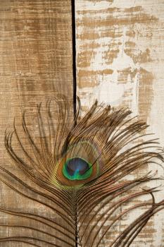 Peacock feather on a wooden background