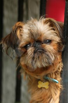 Nice  and curious brussels griffon breed dog