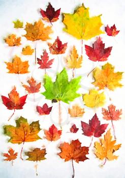Digital watercolour of various maple leaves in different colours on white background 