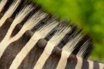 A view of a rump of a zebra 