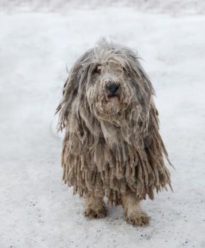 Beautiful Puli dog with rasta during winter season
