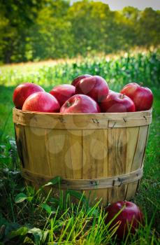Red apples in a basket in a orchard during a nice autumn day