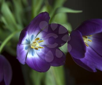 Purple tulip during spring season