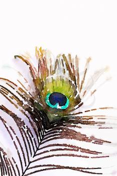 Digital watercolour of a peacock feather on white background